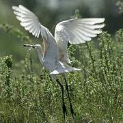 Eurasian Spoonbill