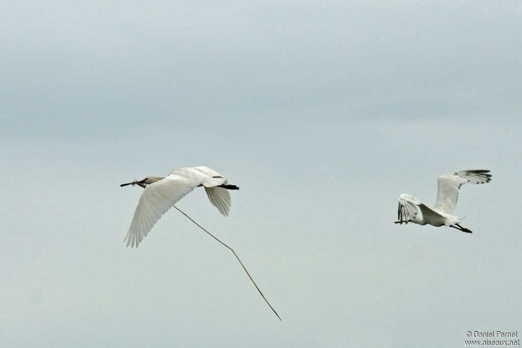 Eurasian Spoonbilladult, Flight, Reproduction-nesting, Behaviour