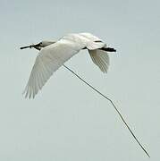 Eurasian Spoonbill