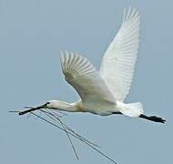 Eurasian Spoonbill