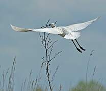 Eurasian Spoonbill