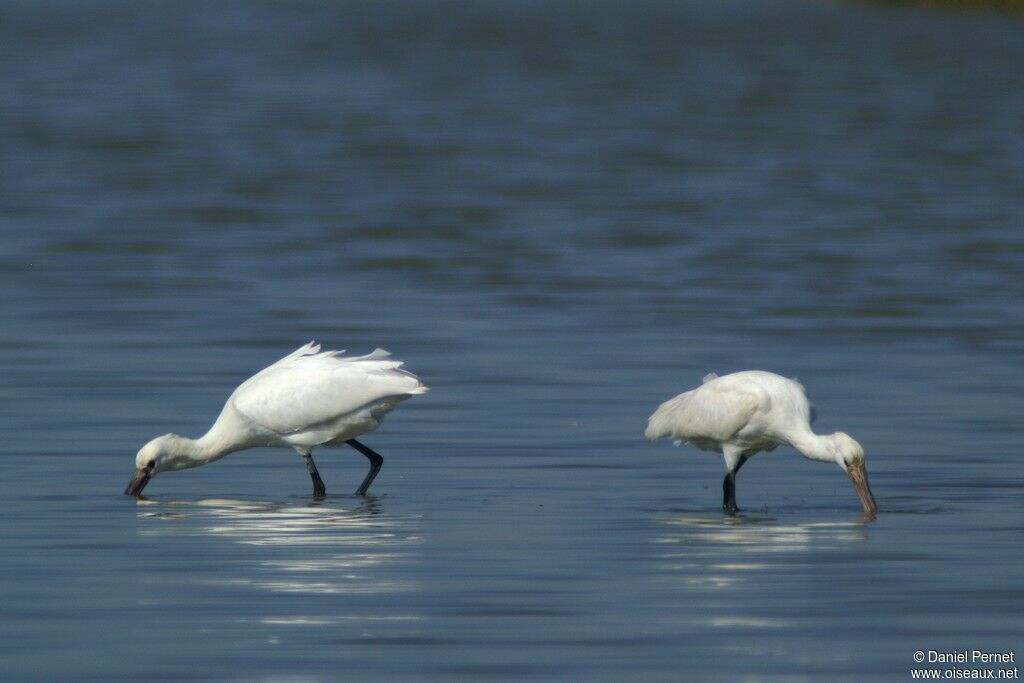 Eurasian Spoonbilladult, identification, Behaviour