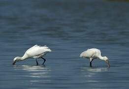 Eurasian Spoonbill