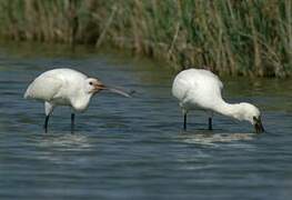 Eurasian Spoonbill