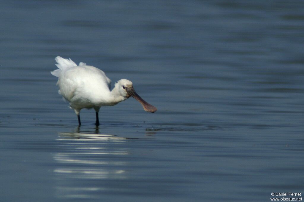 Eurasian Spoonbilladult, identification, Behaviour