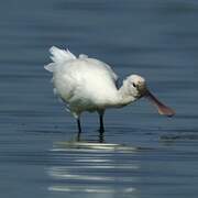 Eurasian Spoonbill