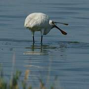 Eurasian Spoonbill