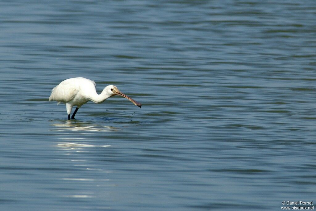 Eurasian Spoonbilladult, Behaviour