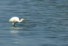 Eurasian Spoonbill