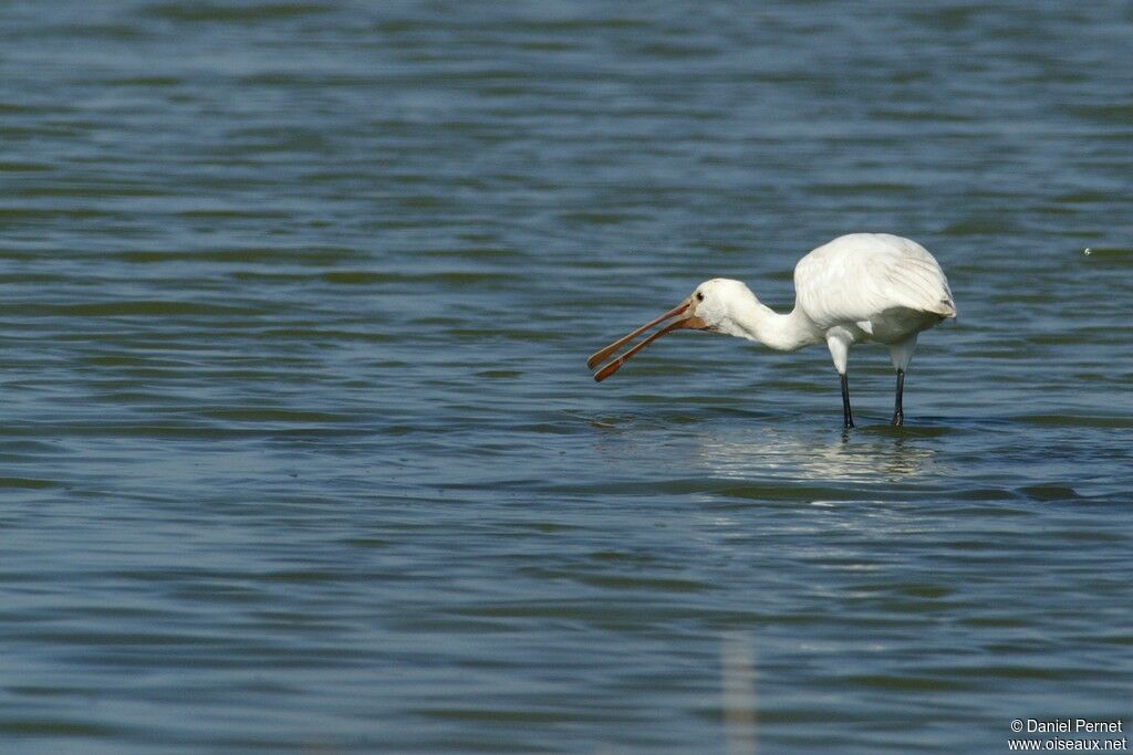 Eurasian Spoonbilladult, Behaviour