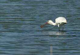 Eurasian Spoonbill