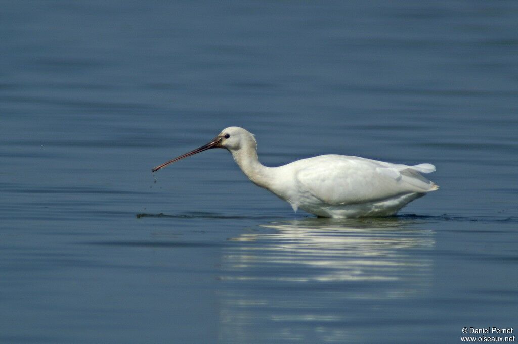 Eurasian Spoonbilladult, identification