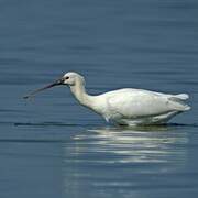 Eurasian Spoonbill