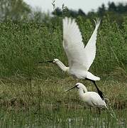 Eurasian Spoonbill