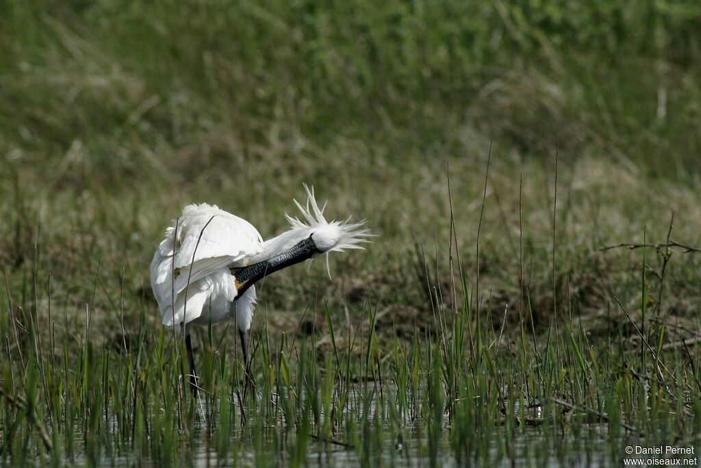 Eurasian Spoonbilladult, Behaviour