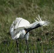 Eurasian Spoonbill