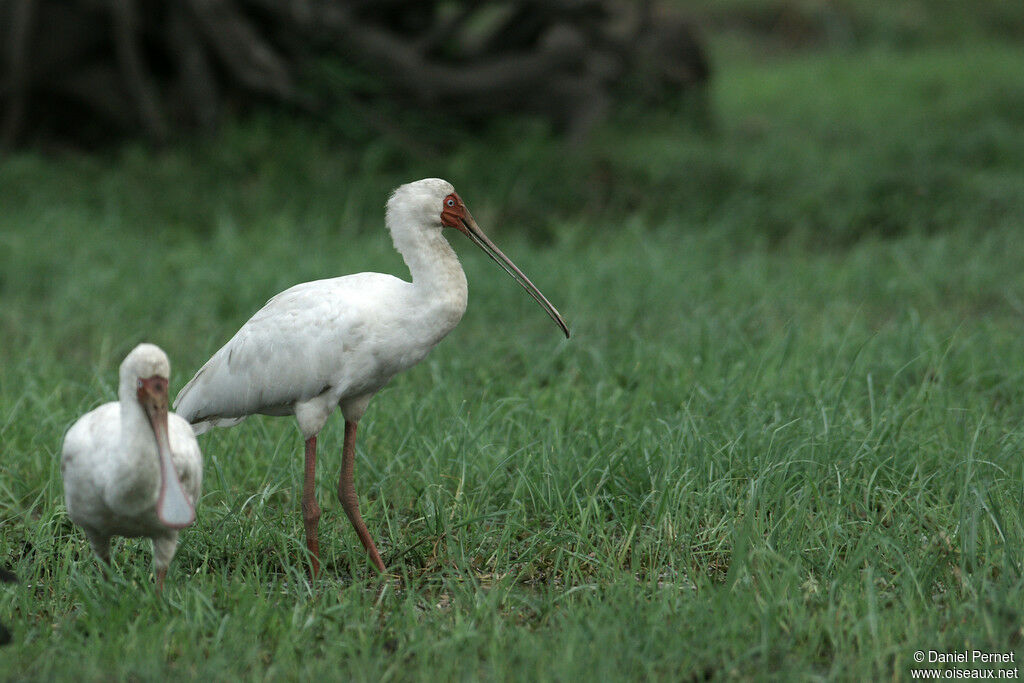 African Spoonbilladult, identification