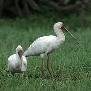 African Spoonbill