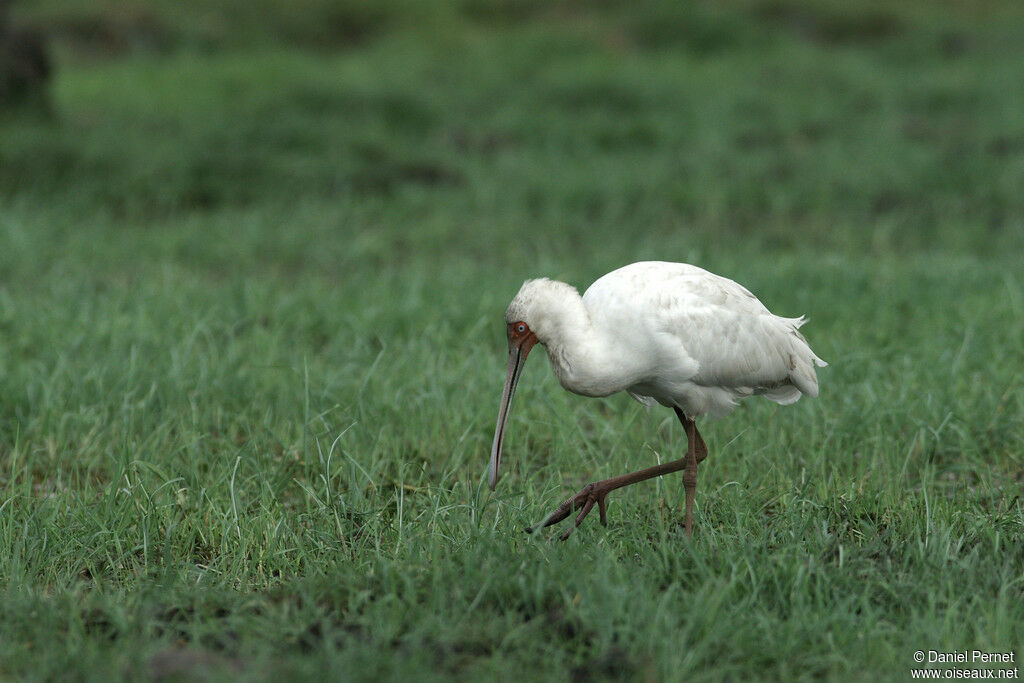 African Spoonbilladult, identification