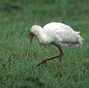 African Spoonbill