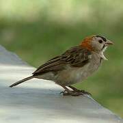 Speckle-fronted Weaver