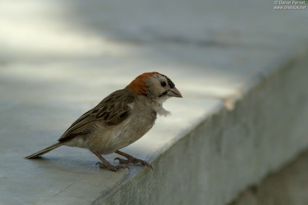 Speckle-fronted Weaveradult, identification