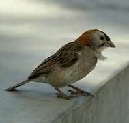 Speckle-fronted Weaver