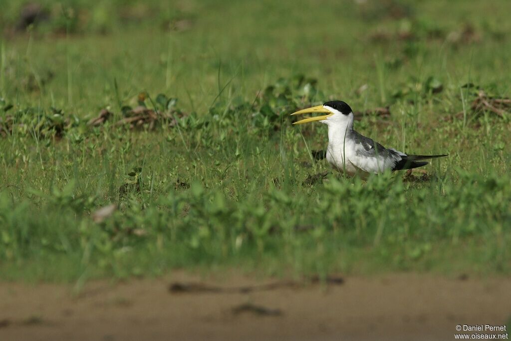 Large-billed Ternadult, identification