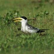 Large-billed Tern