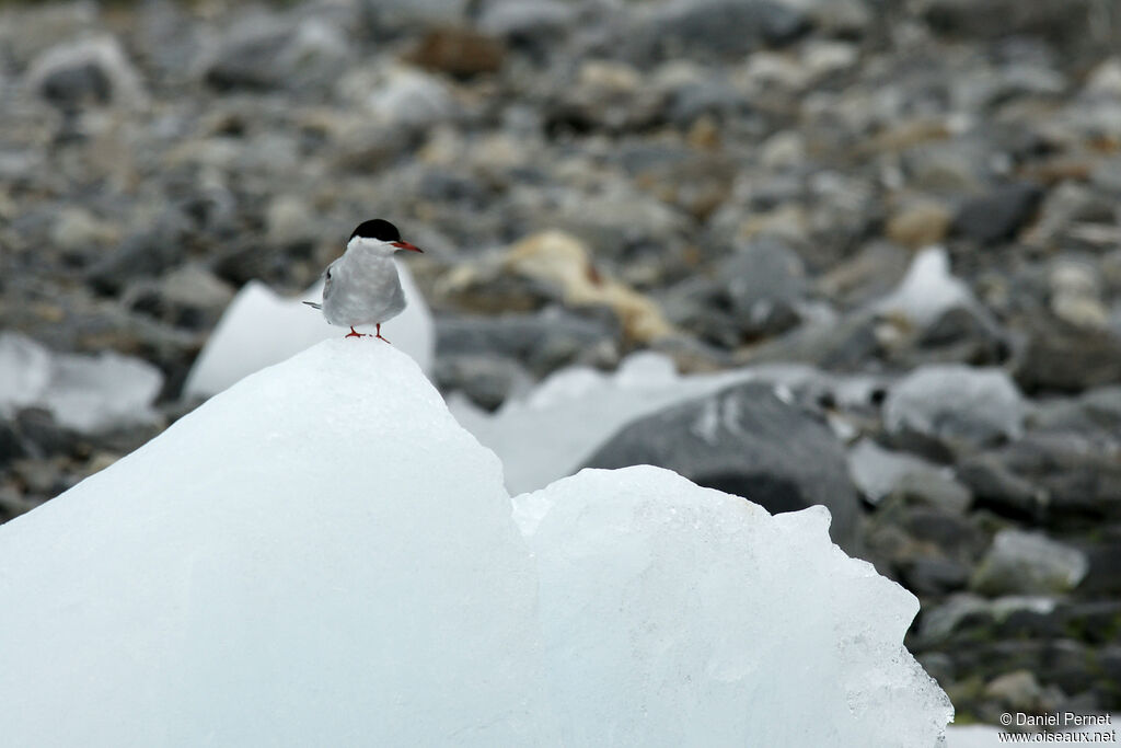 Arctic Ternadult
