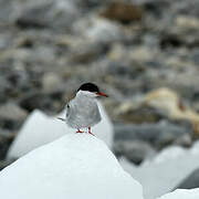 Sterne arctique