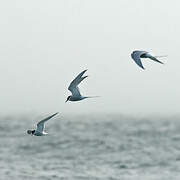 Arctic Tern