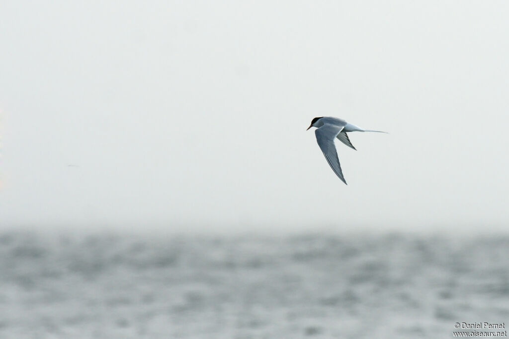 Arctic Ternadult, Flight