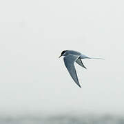 Arctic Tern