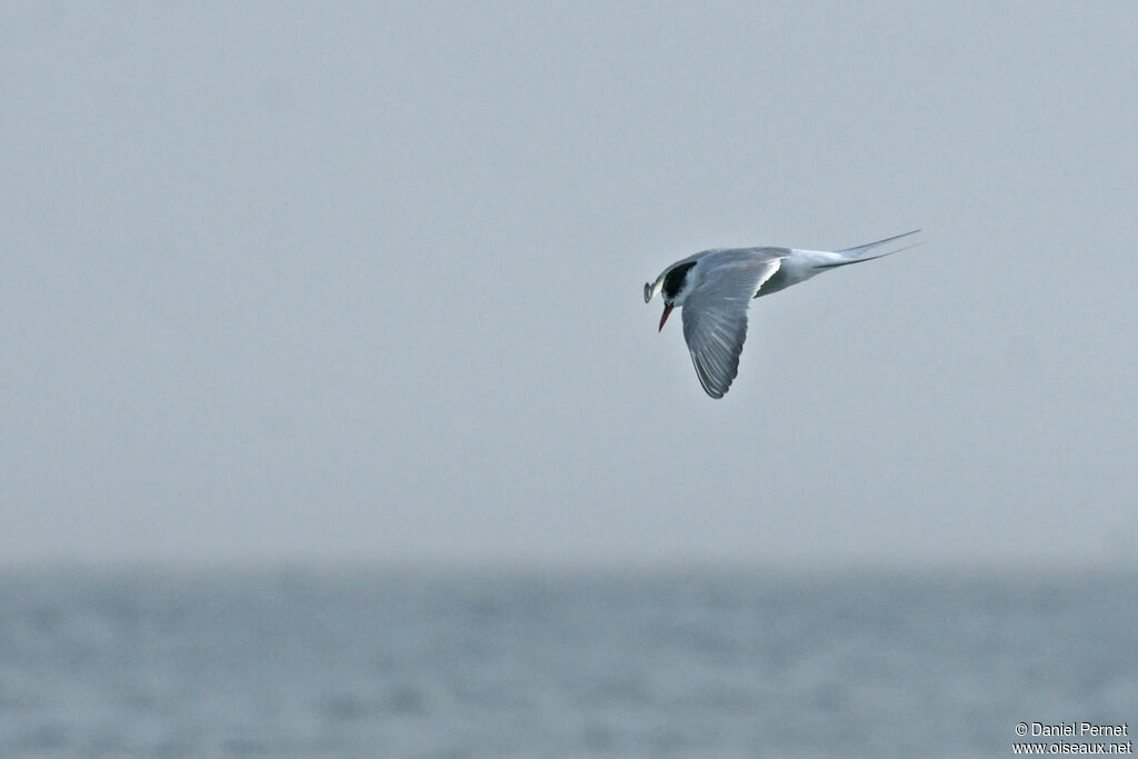 Arctic Ternsubadult, Flight