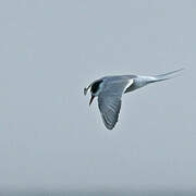 Arctic Tern