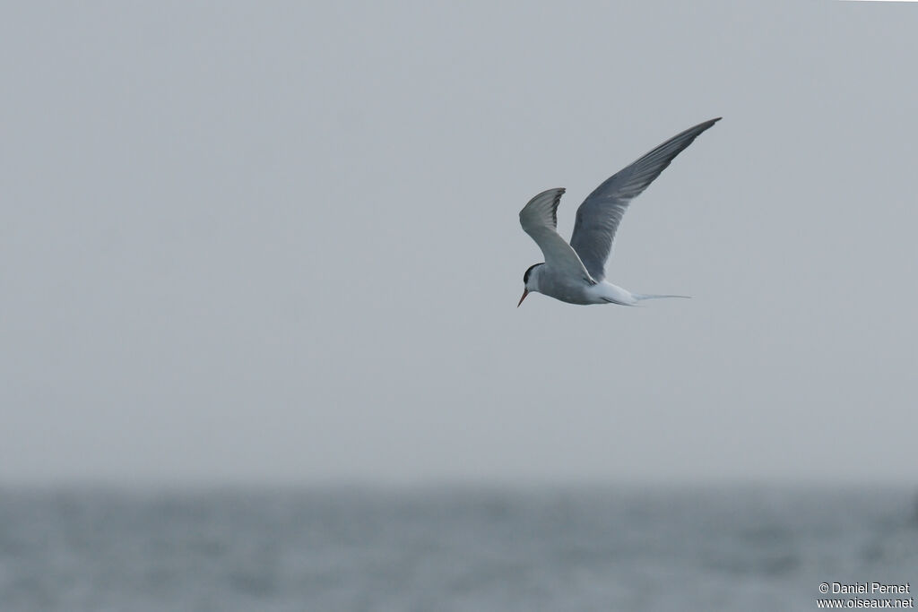 Arctic Ternsubadult, Flight