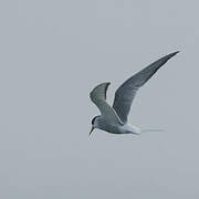 Arctic Tern