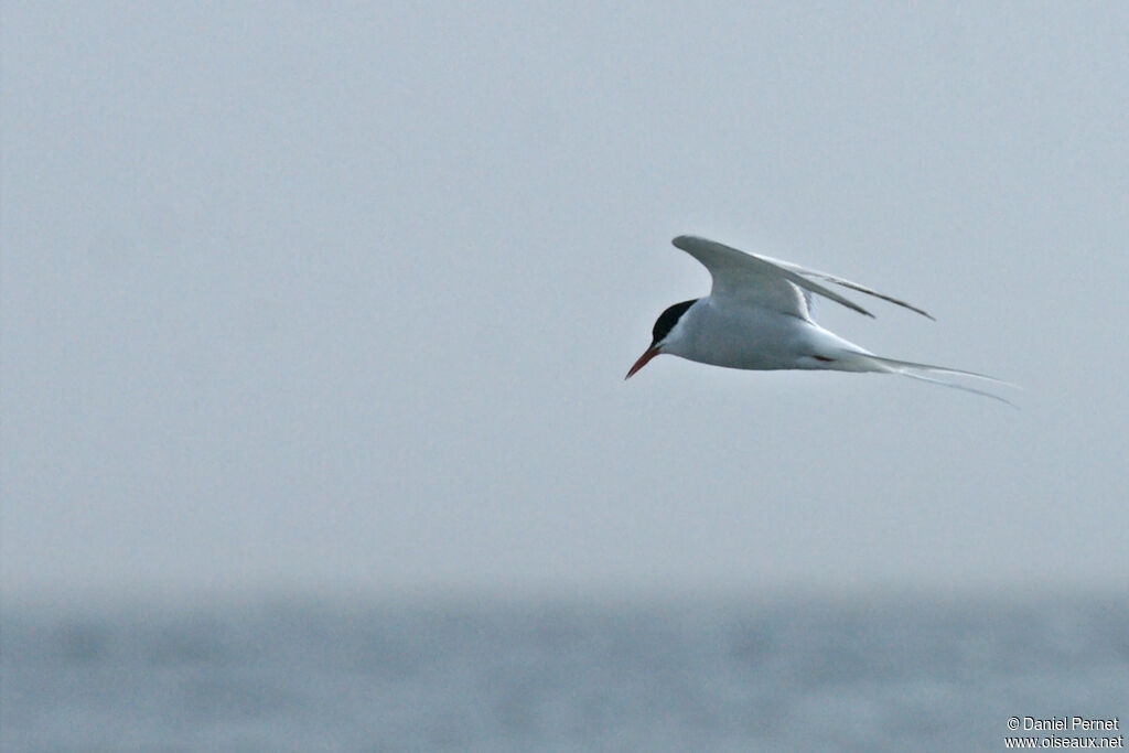 Arctic Ternadult, Flight