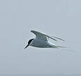Sterne arctique