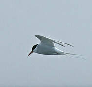 Arctic Tern