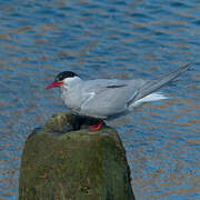 Antarctic Tern