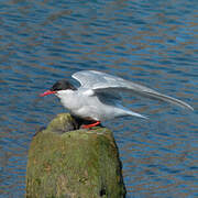 Antarctic Tern