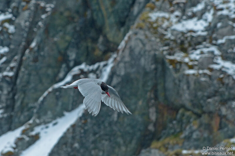 Antarctic Ternadult, Flight