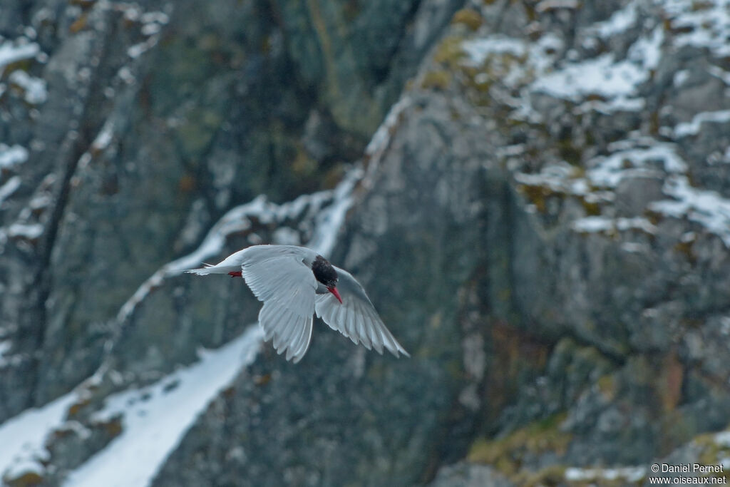 Antarctic Ternadult, Flight