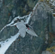 Antarctic Tern