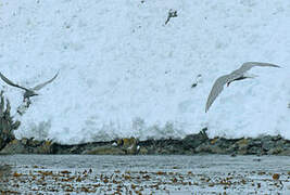 Antarctic Tern