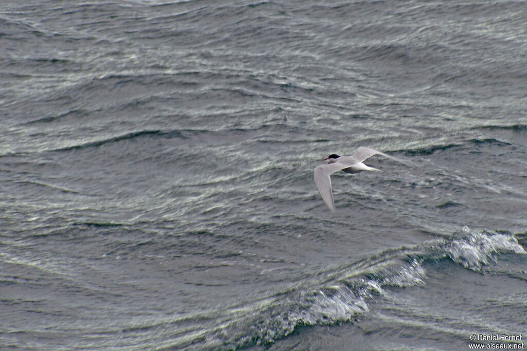 Antarctic Ternadult, Flight