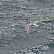 Antarctic Tern