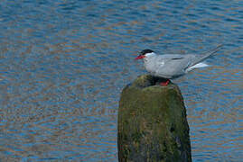 Antarctic Tern